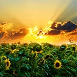 sunrise live wallpaper android application logo